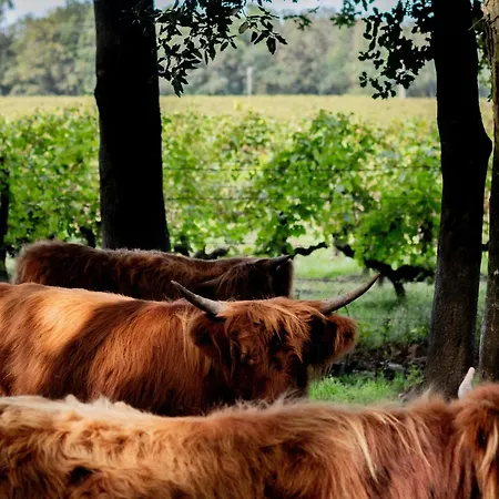 Familial Entre Angers Et Saumur - Fr-1-622-104 *